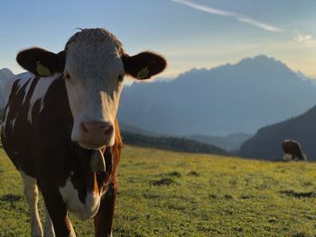 Cow in a field