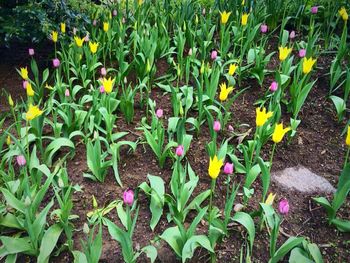 Plants growing on field