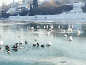 Birds swimming in water during winter