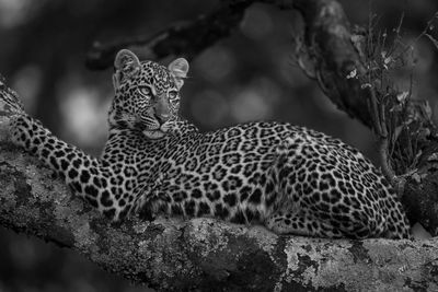 Mono leopard in tree looking for prey