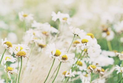 Close-up of white flower