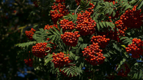 Close-up of cherries on plant
