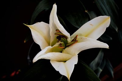 Close-up of day lily blooming outdoors