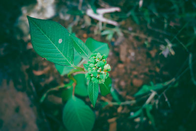 Close-up of green leaves on plant