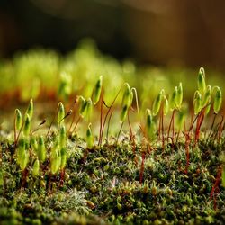 Close-up of plants growing outdoors