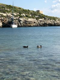 View of ducks swimming in sea