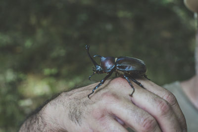 Close-up of insect on hand