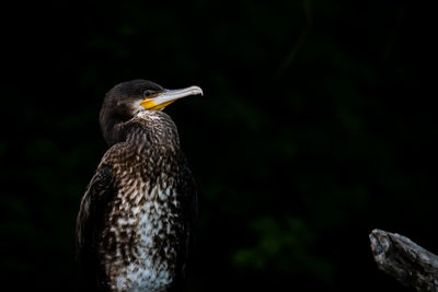 Close-up of a bird