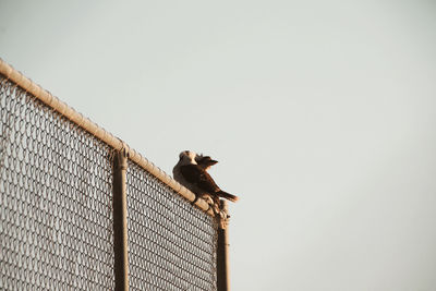 Low angle view of bird perching on fence against clear sky