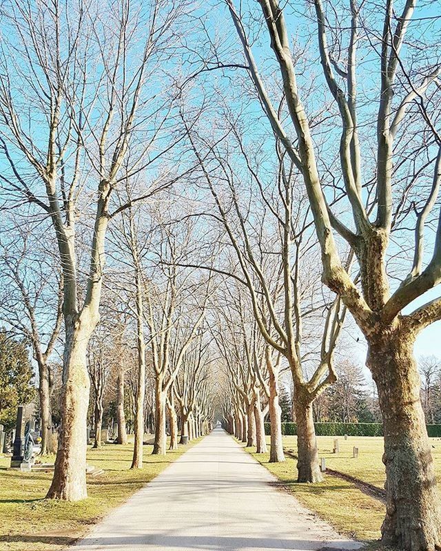 tree, the way forward, bare tree, diminishing perspective, treelined, branch, vanishing point, tranquility, tree trunk, tranquil scene, footpath, nature, long, walkway, empty, road, empty road, scenics, sky, narrow