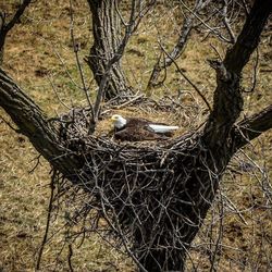 Eagle in nest