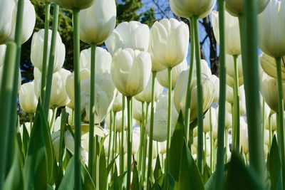 Close-up of white tulip flowers on field