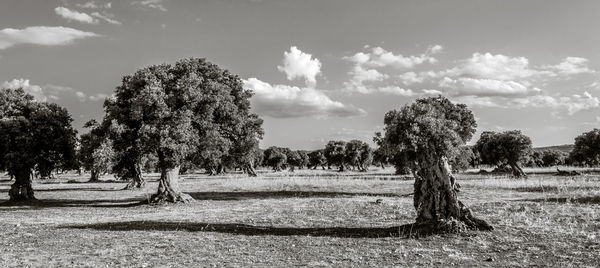 Olive trees in the countryside near the medieval white village of ostuni