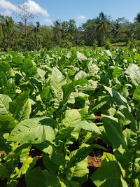 Plants growing on field against sky