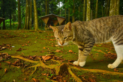 A cat in the forest