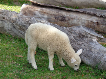 Sheep grazing in a field. sheep baby on the pasture