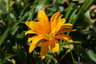 Close-up of yellow flower in park