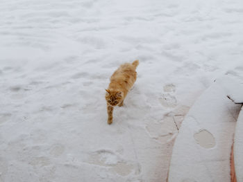 High angle view of dog on snow