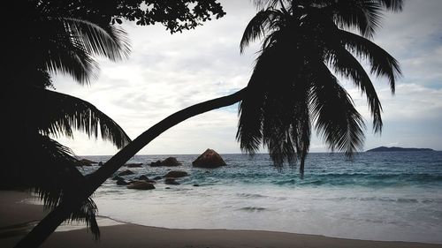 Palm trees on beach against sky