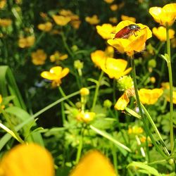 Close-up of insect on yellow flower