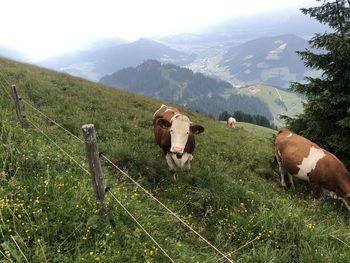 Cows in a field