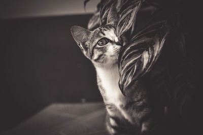 Close-up of a cat looking away at home