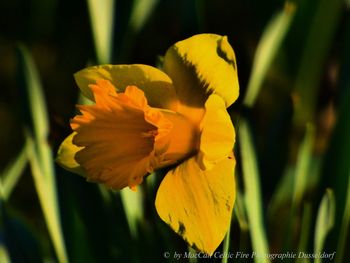 Close-up of yellow flowering plant