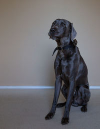 Dog looking away while sitting on wall