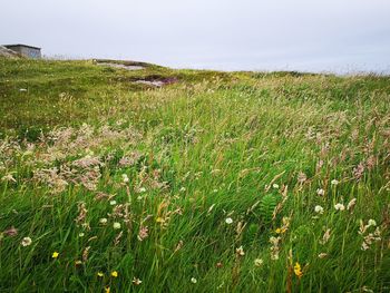 Scenic view of grassy field against sky