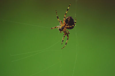 Close-up of spider on web