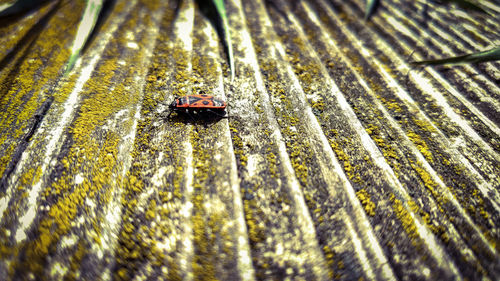 High angle view of insect on wood