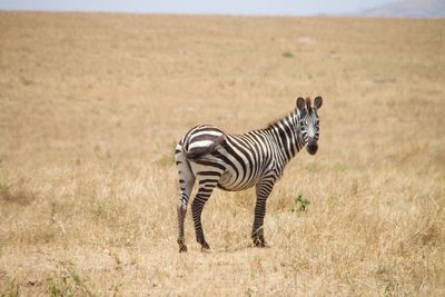 Zebra standing on grass