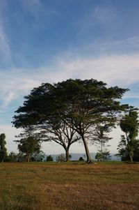 Trees on field against sky