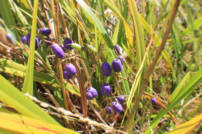 Close-up of purple crocus blooming on field