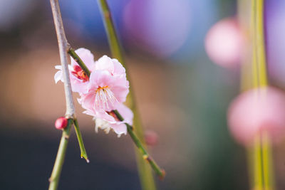 Close-up of pink flowers