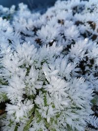 Close-up of frozen plant during winter