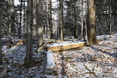 Trees in forest during winter