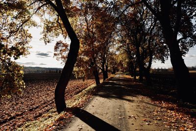 Trees in park against sky during autumn