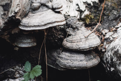 Close-up of mushrooms growing on tree trunk