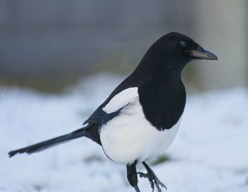 Close-up of magpie bird perching on ground in snow