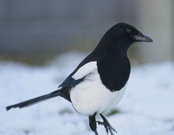 Close-up of bird perching