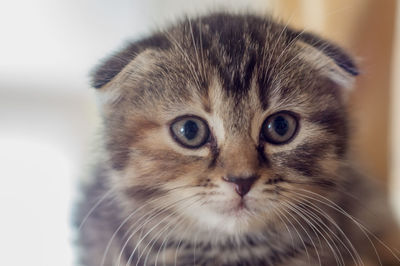 Close-up portrait of a cat