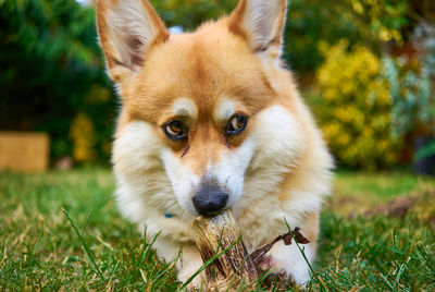 Close-up portrait of dog