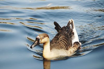 Close-up of duck swimming in lake