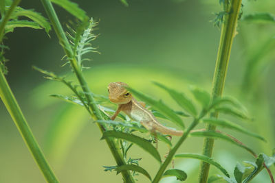 A small yellow chameleon sits on a branch waiting to trap insects for food.