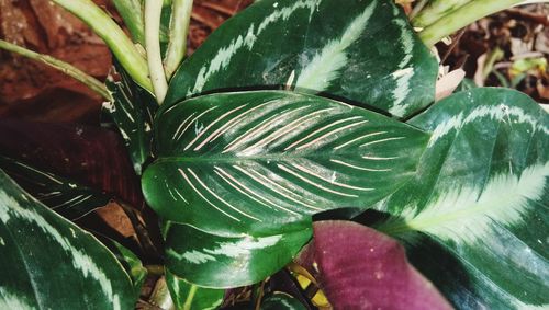 High angle view of succulent plant leaves