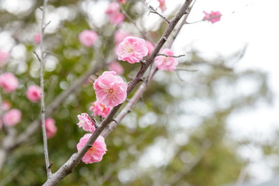Close-up of pink cherry blossoms in spring