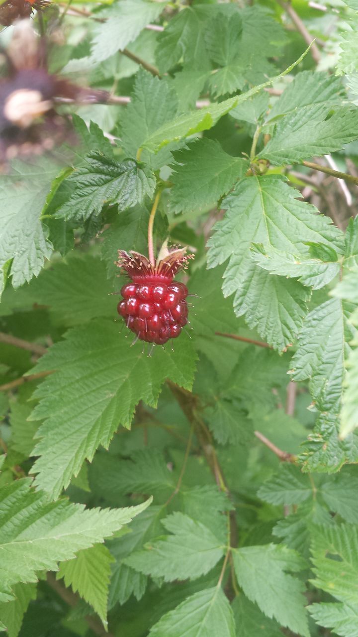 leaf, fruit, food and drink, growth, red, food, green color, tree, healthy eating, plant, freshness, branch, nature, berry fruit, close-up, ripe, agriculture, hanging, growing, focus on foreground