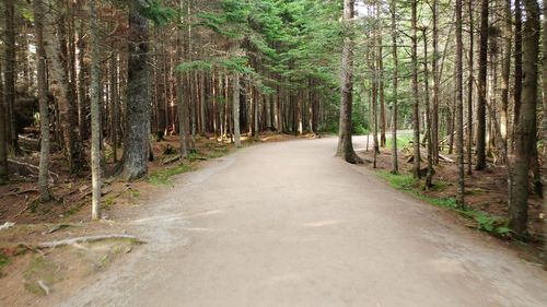 Dirt road amidst trees in forest