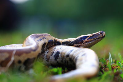 Close-up of lizard on land